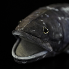 Coelacanth Fish Soft Stuffed Plush Toy